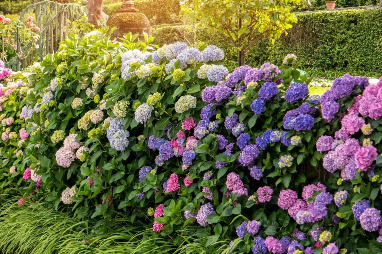 Busca plantas que florezcan en primavera y verano para llenar tu jardín de color durante más tiempo